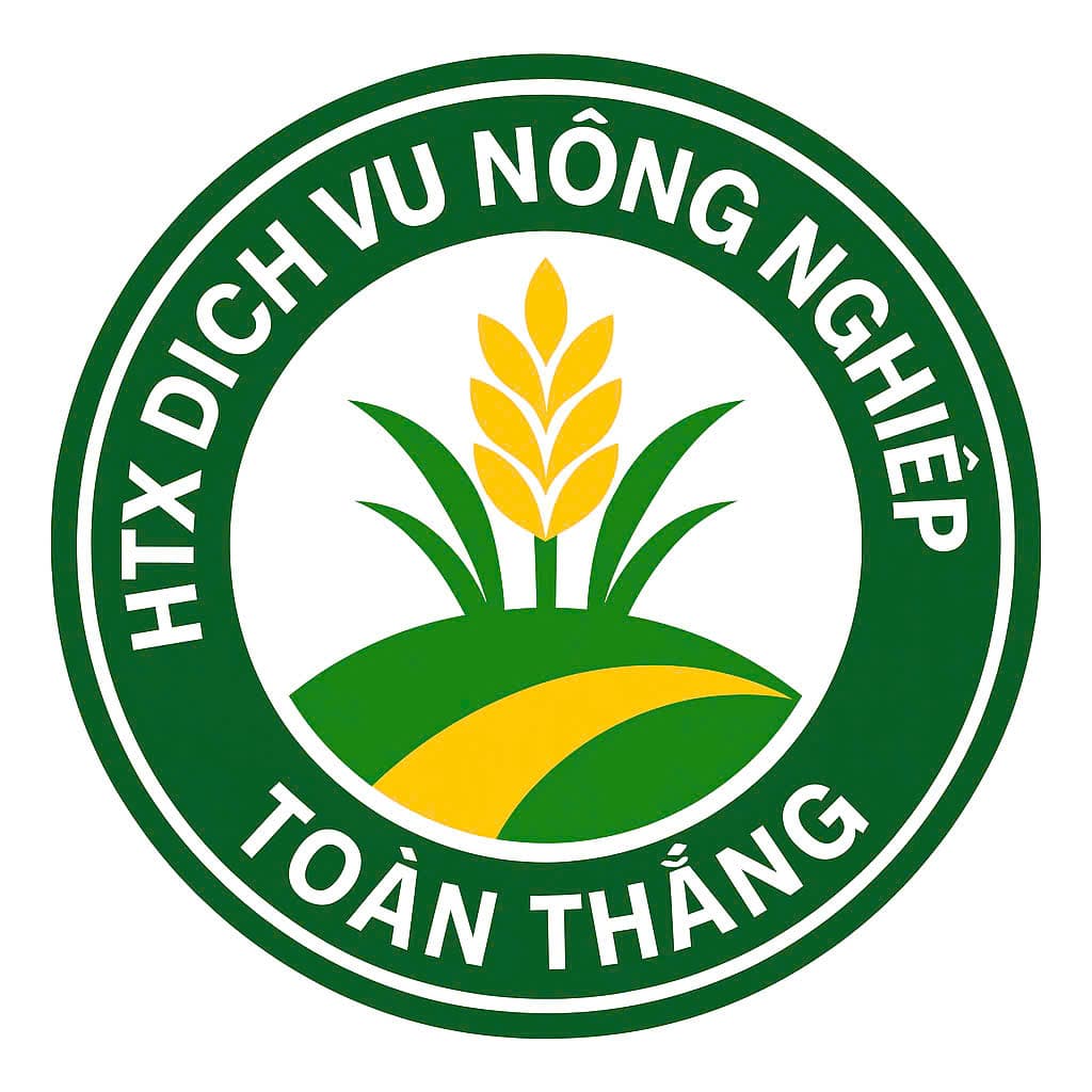 Gạo Nếp Hạt Cau